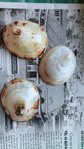 Meilleure vente coquille de patelle naturelle séchée océan grande taille coquillages naturels décor à la maison cadeau souvenir - Product Image 5