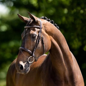 Brida para Caballo de Alta Calidad, Mejor Diseño, Bajo MOQ, Talla Grande, Precio Económico, Servicio OEM, Logotipo Personalizado OEM - Product Image 4