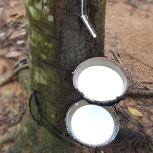 LA Grade Latex - Vietnam <b>Rubber</b> Material with Consistent Quality, Low Ammonia 0.2% - Product Image 6