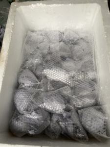 Coquille en spirale naturelle authentique parfaite pour la conception de vie côtière - Product Image 4