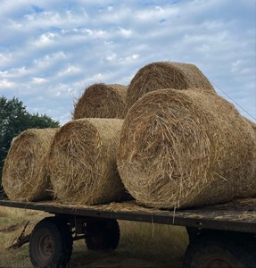 Foin d'alfalfa naturel de qualité supérieure pour chevaux et bovins, prix compétitif, emballage de 25 kg/sac pour les importateurs mondiaux - Product Image 4