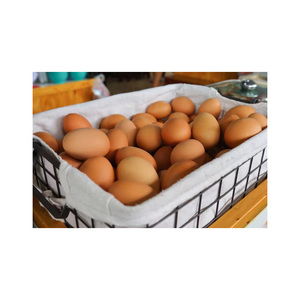Huevos fértiles frescos de granja suministrados en volumen para los mercados agrícolas globales - Product Image 4