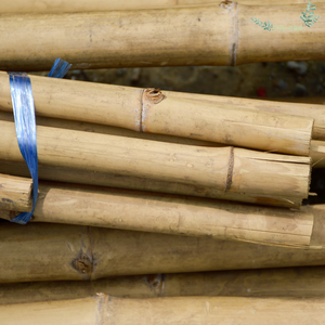 Poteaux de bambou fendus en bambou jaune naturel brut de haute qualité fabriqués au Vietnam - Product Image 4