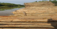 Bûches de bois d'eucalyptus brut de bonne qualité Bûches de bois brutes rondes et carrées Exportation en vrac au prix de gros