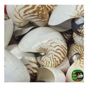Tiger Nautilus Shell, Chambered Nautilus Shell, exportador de Nautilus Shell pulido para artesanías y aplicaciones de joyería - Product Image 1