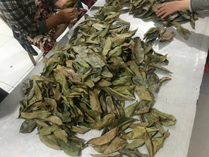 Proveedor de hojas secas de Guanábana de Vietnam - Product Image 6