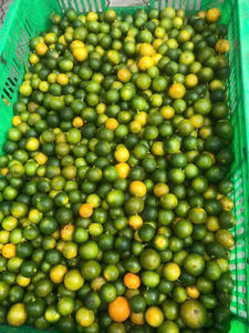 EXPORTATION D'EMBALLAGES EN VRAC DE JUS DE KUMQUAT CALAMANSI CONGELÉ DIRECT D'USINE - Product Image 2