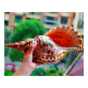 Las conchas Triton / Conch aumentan sus ganancias con nuestra diversa gama de conchas marinas Triton y Conch Shells - Product Image 1
