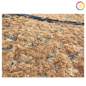 Seamoss Eucheuma Cottonii Premium Seaweed Natural Seaweed Big Fiber Materia prima para la industria alimentaria Venta al por mayor Suministro de Vietnam - Product Image 5