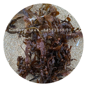 Sargassum crudo al mejor precio de Vietnam con alta calidad/Shyn Tran - Product Image 1