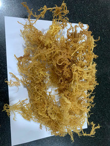 สาหร่าย seamoss แห้งสาหร่ายสำหรับผลิตภัณฑ์ดูแลผิวสมุนไพรสำหรับอาหารเสริม - Product Image 3