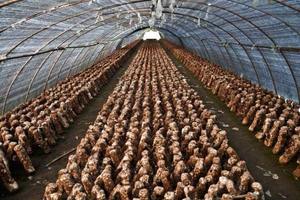 Invernadero Comercial para Cultivo de Hongos en EE. UU., 10x30m |   Sistema de Control de Humedad + Ventilación - Product Image 4