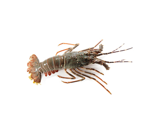 Homard entier congelé / Queue de homard congelée / Homard frais vivant à prix avantageux à vendre – Qualité supérieure, queue lisse, homard entier épineux - Product Image 3