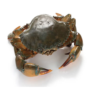 Crabe de mangrove congelé - Fournisseur en gros de crabe de mangrove - Product Image 6