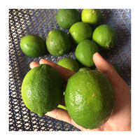 Export Standaard Verse Limoen/Citroenzaad/Vietnam Citrus 100% Natuurlijk Met Premium Kwaliteit En Zure Smaak
