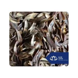 MEILLEURE VENTE Murex Sea Shell Operculum Brut Poli Pièces Parfait pour Ornement Création Souvenir Artisanat et Commerce Vietnam - Product Image 1