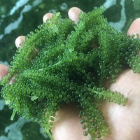 Uvas de Mar Más Vendidas - Uvas de Mar Secas Estándar de Exportación, Deliciosas y Naturales