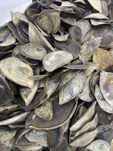 Concha seca Murex opercuum/murex snail/carcasa seca limpia para producción de Perfume, 2022 - Product Image 3