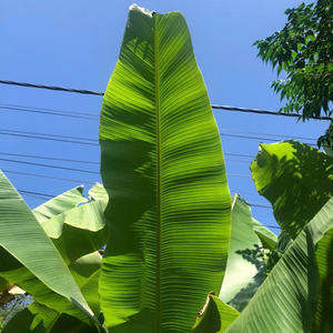 2024 hojas de plátano naturales 100% de alta calidad, envoltorio de alimentos ecológico fresco, producto estándar de exportación agrícola - Product Image 3