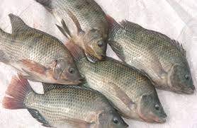 Pescado Tilapia Congelado Directamente de la Granja, Producto Agrícola de Alta Calidad en Venta - Product Image 3