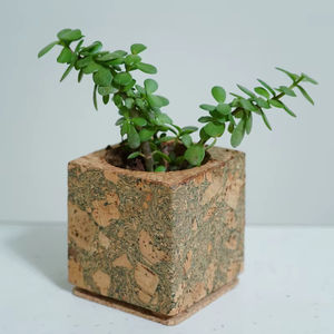 Maceta de Oliva de alta calidad, macetas de mesa de corcho, macetas personalizables para decoración del hogar y catering para uso residencial - Product Image 1