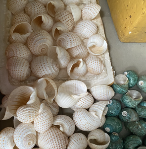 Material de Concha Natural Turbo marmoratus de Vietnam para Artesanías de Exhibición Interior de Primera Calidad con Acabado Decorativo Liso - Product Image 2