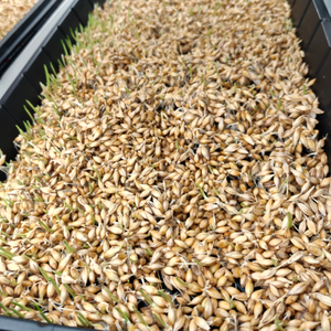 Système d'alimentation hydroponique pour bétail à prix d'usine, machine d'alimentation du bétail, ferme en conteneur de 40 pieds pour la production de pâturage à haut rendement - Product Image 2