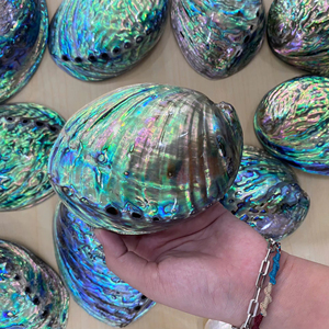 Coquille d'ormeau du Vietnam, matériau naturel pour l'art créatif, le bricolage, la fabrication de bijoux et la décoration de luxe pour la maison - Product Image 1