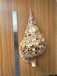 สร้อยเปลือกหอยหอยสังข์แบบพรีเมี่ยมเครื่องประดับแฟชั่นงานหัตถกรรมสร้อยคอจัดแสดงสินค้าส่งออก - Product Image 4