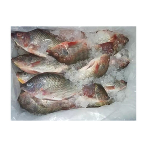 Selección superior de tilapia roja congelada, ofrecida a precio de descuento para compradores comerciales a gran escala. - Product Image 6