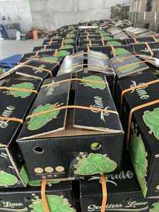 Mina+ 84 325 608 680 / Limón Verde Fresco Vietnamita sin Semillas, Cítrico, Grado 1, Listo para Comer, Estándar de Exportación - Product Image 6