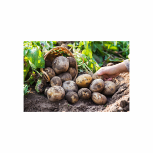 100% Organic Yellow Long Style <b>Fresh</b> <b>Sweet</b> <b>Potatoes</b> High Quality European Produce Best Price - Product Image 3