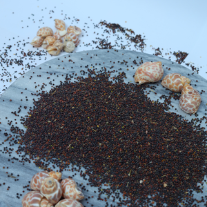 Prix de gros Graines de moutarde noire crue pour les acheteurs d'exportation et de commerce Graines de moutarde noire crue naturelle en vrac de qualité supérieure - Product Image 2