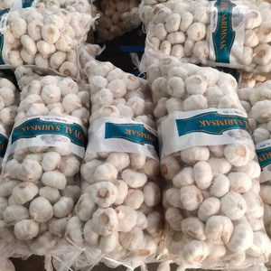 <span class=keywords><strong>Ajo</strong></span> Fresco Premium Blanco Puro 5.5cm Estándar de Exportación a Rusia - Product Image 3