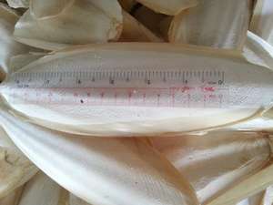 Cuttlefish Bone Wholesale Vietnam Natural Dried Cuttlefish Bone Supplier Pet <b>Bird</b> Food Clean Calcium Export Factory Bulk <b>Supply</b> - Product Image 6