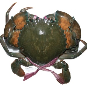 Crabe de Boue Entier Vivant de Qualité Supérieure Exporté de France, Mâle et Femelle, Frais, Durée de Conservation de 24 Mois, pour la Vente en Gros, Livraison Rapide, Prix Bas - Product Image 1