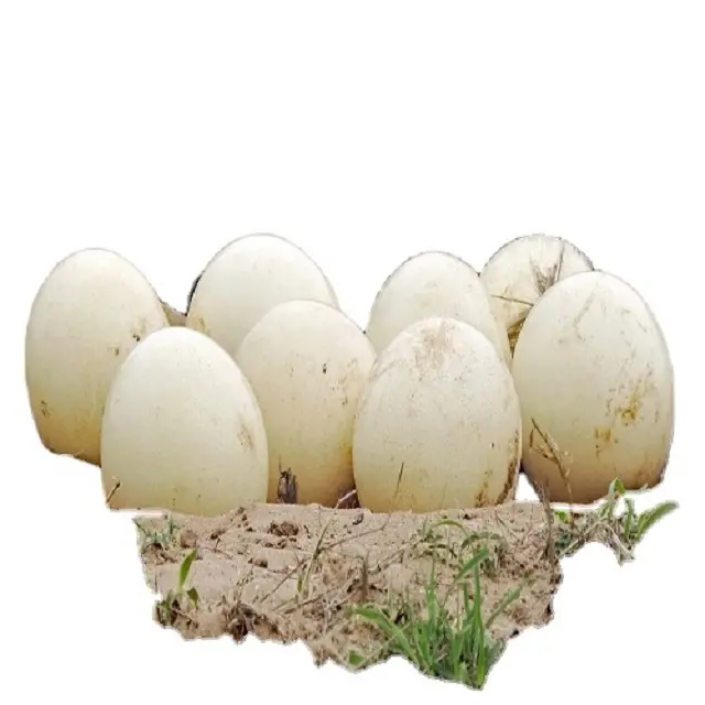 Gran oferta de huevos de gallina, huevos de avestruz, marrón y blanco granja frescos de huevos de mesa, huevos de gallina frescos, oferta de muestra gratis