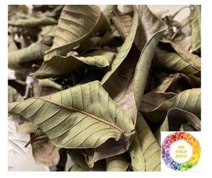 Té de hojas de guayaba secas de alta calidad, bienestar de hierbas naturales, suministro a granel personalizado, hoja de guayaba seca, Exportación de Vietnam, Grado superior para enviar - Product Image 6