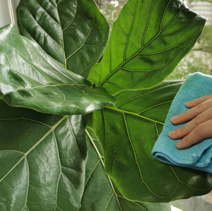 TERMINALIA CATAPPA FEUILLE EN POUDRE/SUPPORT DIGESTIF/NETTOYAGE ÉTIQUETTE/À BASE DE PLANTES - Product Image 3