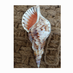 100% CARACOL NATURAL SEASHELL Tamaño grande 40cm up Caracol pulido Conchas marinas Triton Concha Marina Conchas de mar natural - Product Image 4