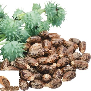 Semillas de ricino de alta calidad al por mayor, producto agrícola de alta calidad con entrega rápida, el mejor precio para semillas de alta calidad - Product Image 6