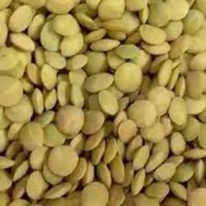 Lentejas Verdes Naturales Kacang Hijau Monggo de Calidad de Exportación para Germinación Comercial y Fabricación de Alimentos, en Venta - Product Image 1