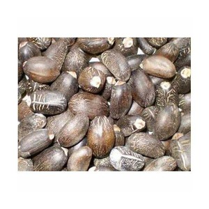 100% épices de graines de jatropha séchées naturelles pures à vendre - Product Image 6