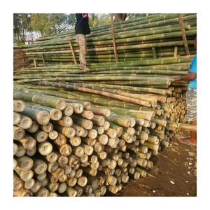 Poste de bambú de fábrica con tamaño personalizado para agricultura/Poste de bambú natural de Vietnam de alta calidad/Poste de bambú Premium - Product Image 5