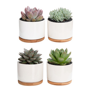 Maceta suculenta <span class=keywords><strong>de</strong></span> flores <span class=keywords><strong>redondas</strong></span> <span class=keywords><strong>de</strong></span> cerámica blanca barata con bandeja <span class=keywords><strong>de</strong></span> Bambú - Product Image 6