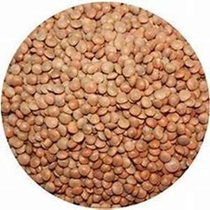 Affordable Organic Grade Red Whole <b>Lentils</b> Available for Sale at Cheap Price - Product Image 2