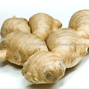 Nouvelle récolte de gingembre frais jeune de qualité export du Vietnam 2020 10KG/CTN - Product Image 1