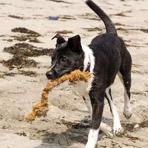 Jouet à mâcher Coco Jouet à mâcher Coco Bone Dog Toy - Product Image 6