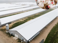 Gallinero de Estructura de Acero con Sistema de Ventilación Automático para Granja Avícola