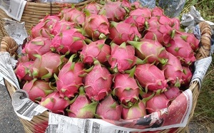 Beste Leveranciers-Rood/Wit Drakenfruit-Vers Drakenfruit-Zoet Vers Fruit Exporteren Gratis Belastingen